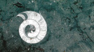 奉节惊现4亿年前海洋生物化石“竹笋”“螺蛳”